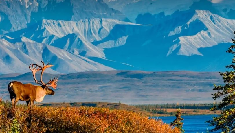 Ultimate Denali Alaska Rail & Cruise with Vancouver Stay